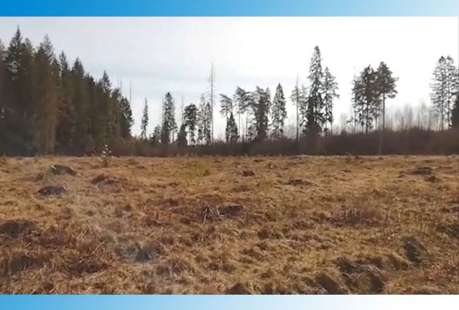 «Лес Победы» 4 года спустя