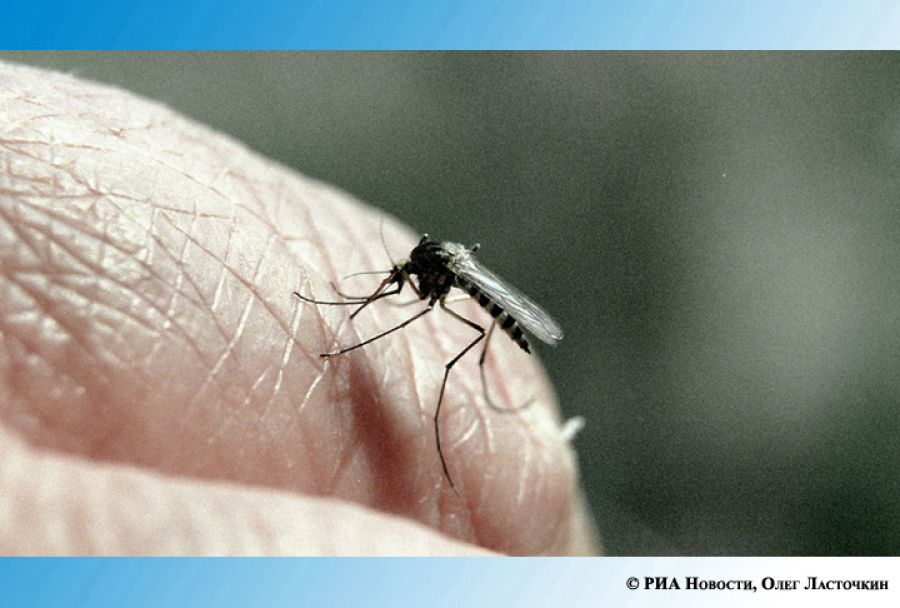 Нашествие комаров‑переносчиков лихорадки Западного Нила ожидается в России осенью