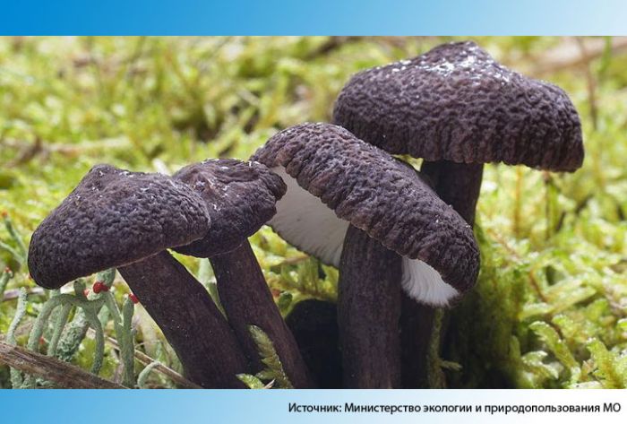 Обнаружены новые места обитания редкого гриба