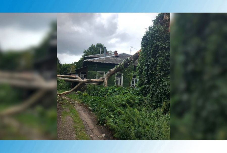 В Ильин день гроза повалила дерево на Ильинской
