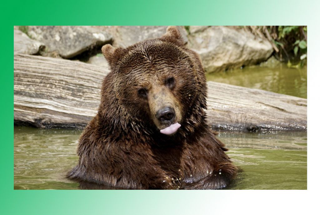 Жителей Подмосковья предупредили о приближении волков и медведей