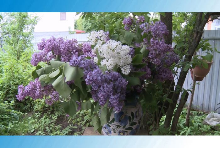 Художники писали портреты... сирени