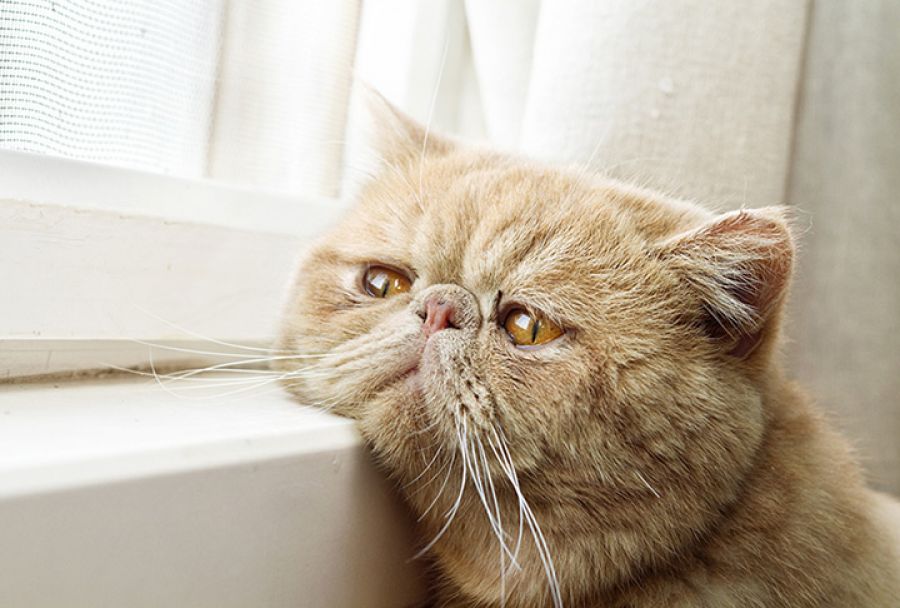 Ученые нашли у кошек потенциально опасную инфекцию, похожую на коронавирус