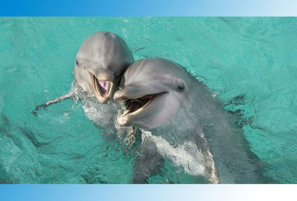 Популяция дельфинов исчезает из-за глобального потепления