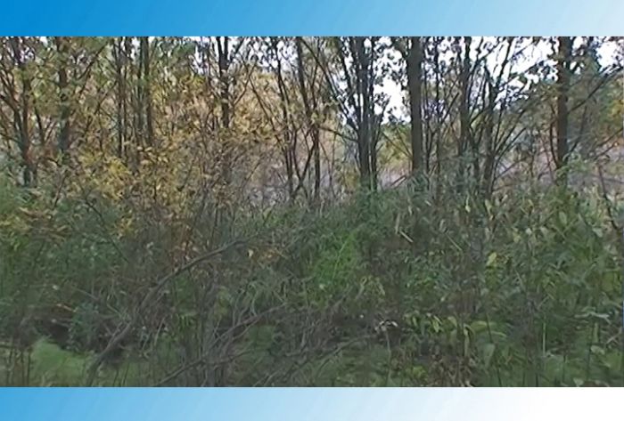Грибной сезон в Подмосковье в разгаре