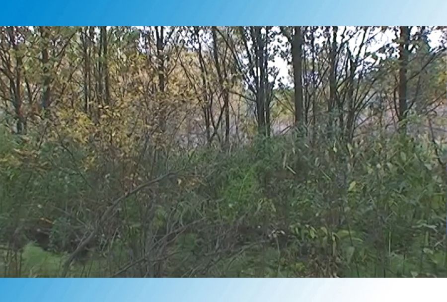 Грибной сезон в Подмосковье в разгаре