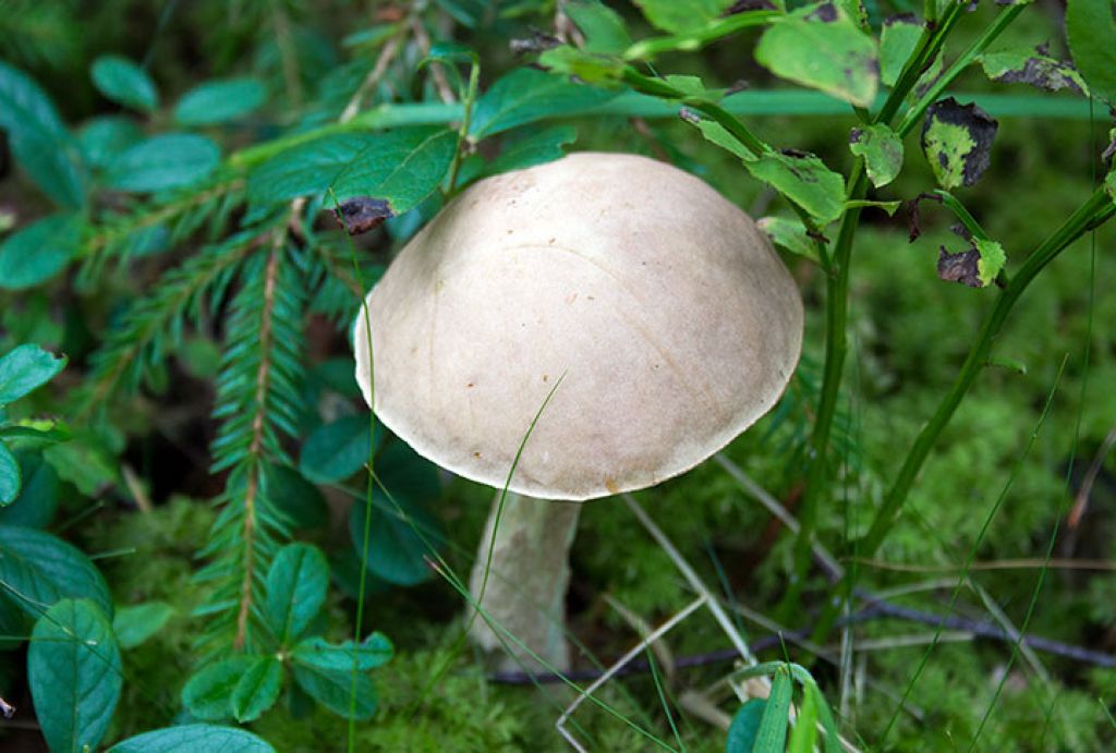Какие грибы сейчас можно найти в Подмосковье