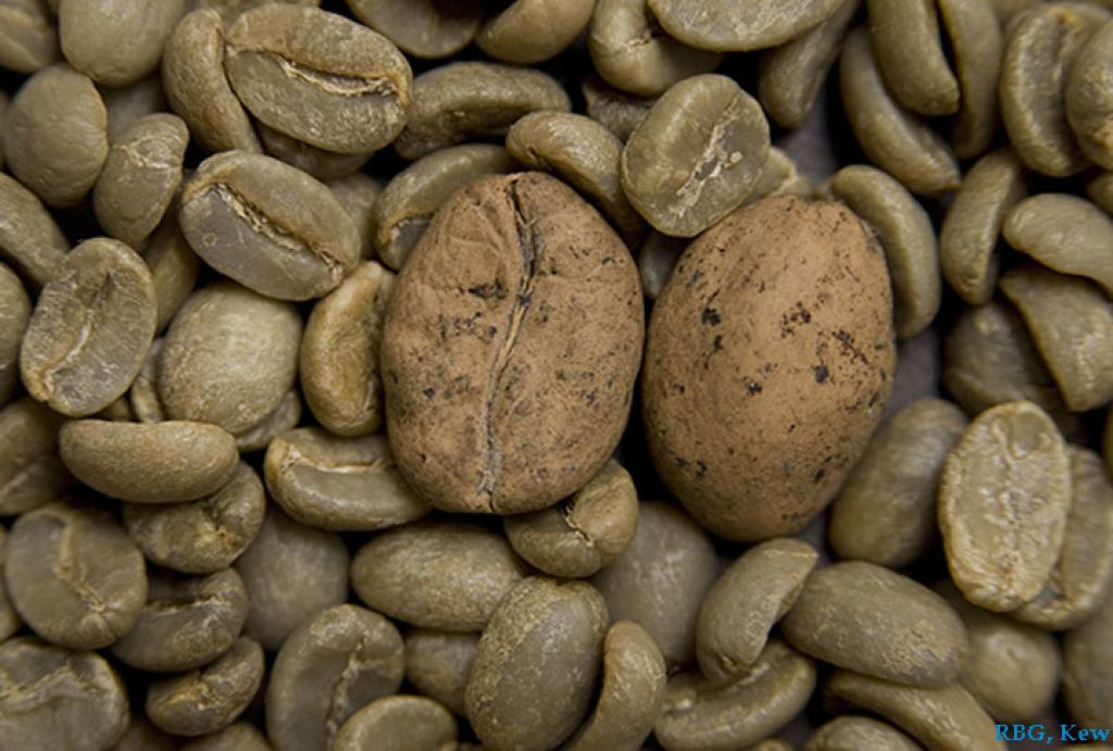 Большинство диких видов кофе вымирает