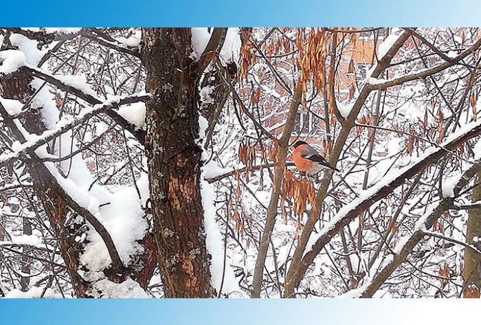 Жителей призвали подкармливать птиц семечками и салом