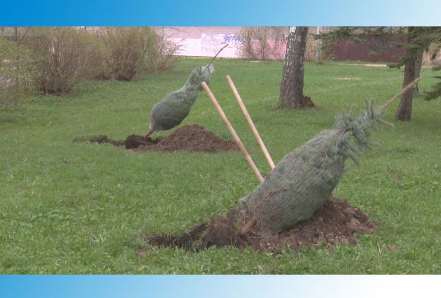 Заложен новый сквер в Хотьковском парке Победы