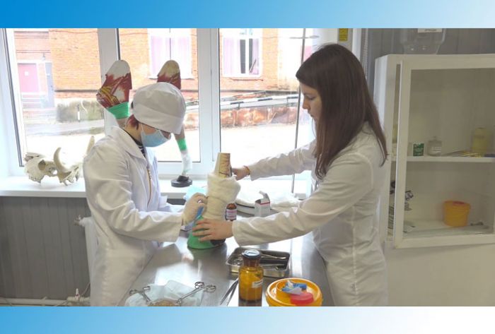 Пять будущих «айболитов» состязаются в профессиональных навыках