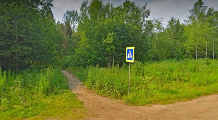 Сергиево-Посадский округ принимает участие в ежегодной Всероссийской акции «Сохраним лес»