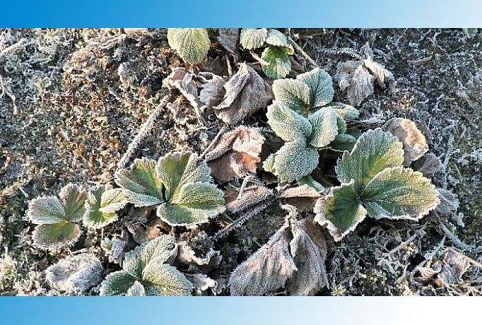 МЧС предупредило о заморозках в Подмосковье ночью и утром 7 июня