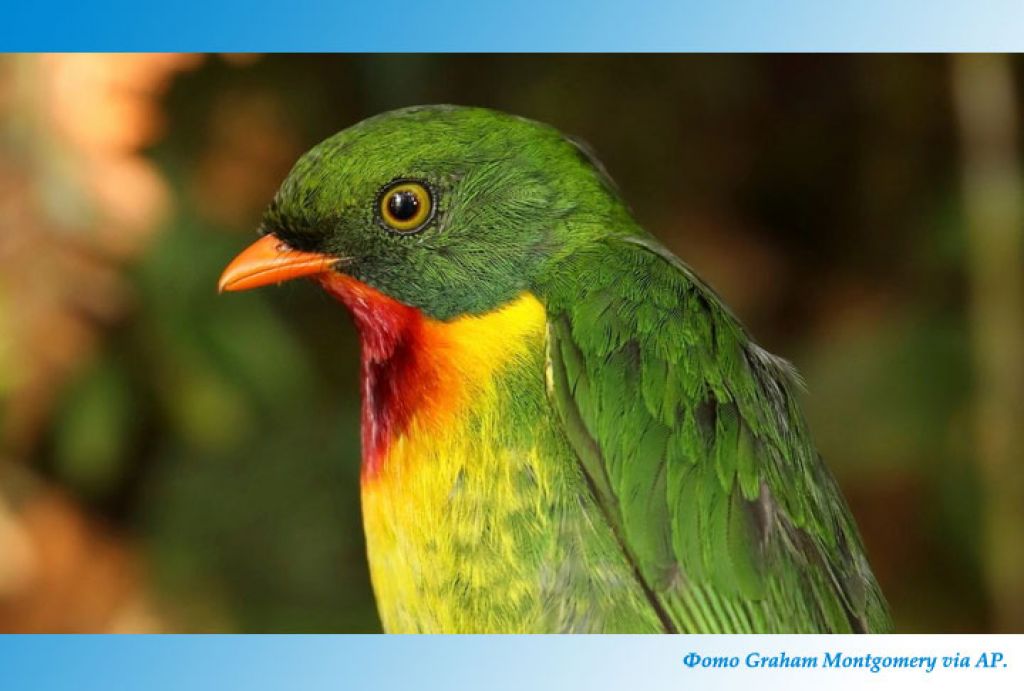 Из-за глобального потепления сокращаются популяции тропических птиц