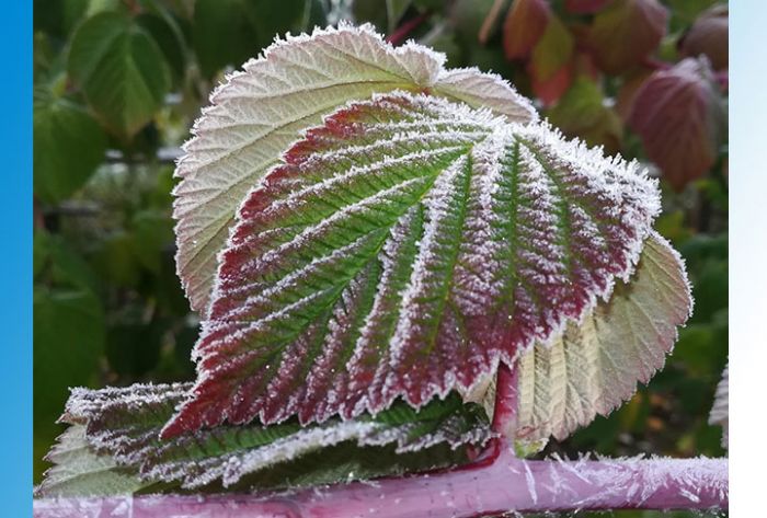 Предстоящая зима может стать самой теплой за последние четверть века