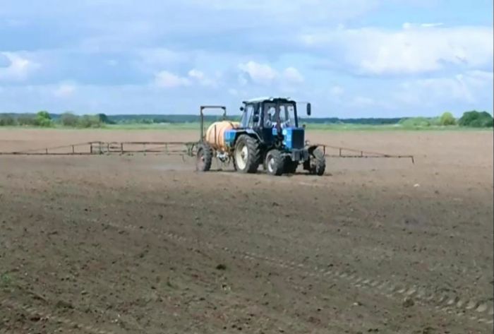 В СПАК &laquo;Кузьминский&raquo; посеяли экспериментальное поле рапса