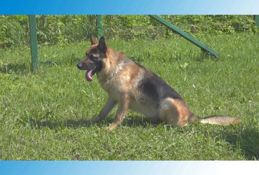 «Их собачье дело» или как служится четвероногим стражам порядка