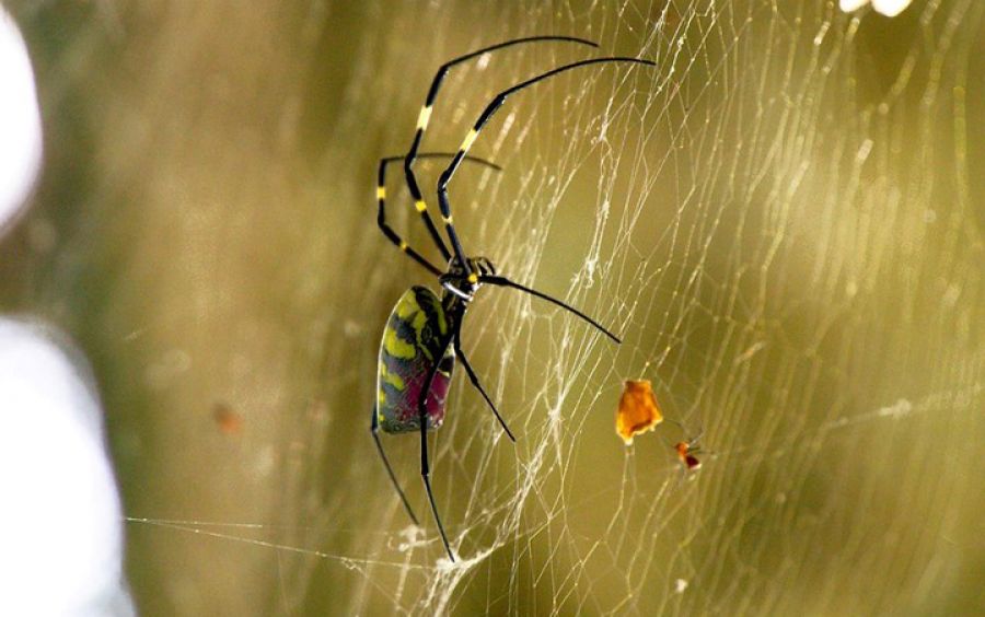 Миллионы гигантских азиатских пауков атаковали штат Джорджия в США