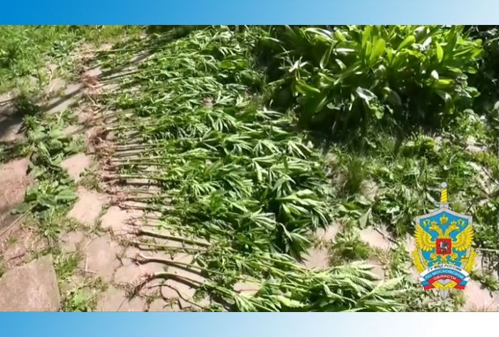 Полицейские пресекли незаконное культивирование наркосодержащих растений