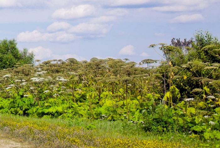 Мособлдума приняла закон о борьбе с борщевиком
