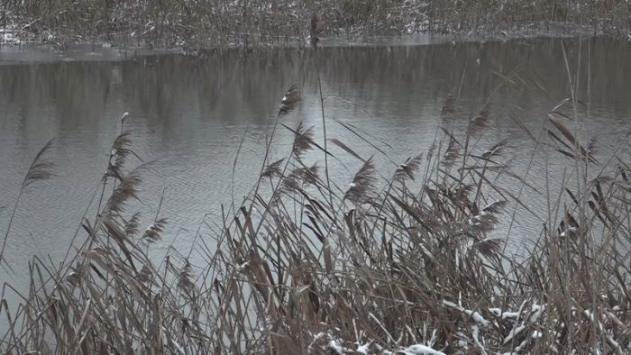 Береговую линию Вавиловского пруда в Афанасово начали очищать