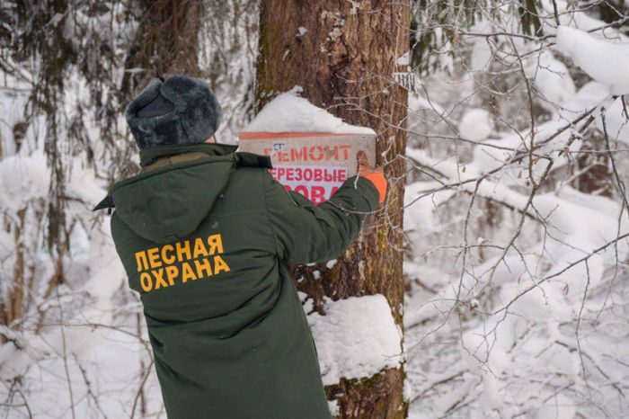 В Сергиево-Посадском округе продолжают выявлять и демонтировать незаконные рекламные конструкции, размещённые на деревьях