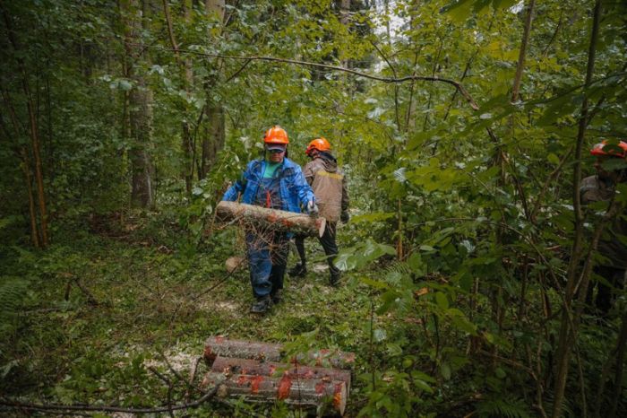 В поселке Абрамцево Сергиево-Посадского округа ведут санитарную рубку леса