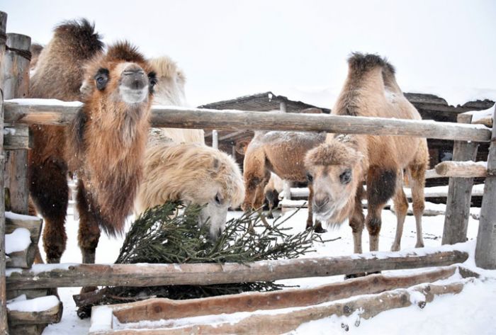 Новогодние ёлки сергиевопосадцев скормили верблюдам