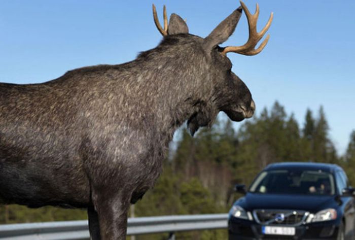 В Подмосковье участились случаи ДТП с участием лосей