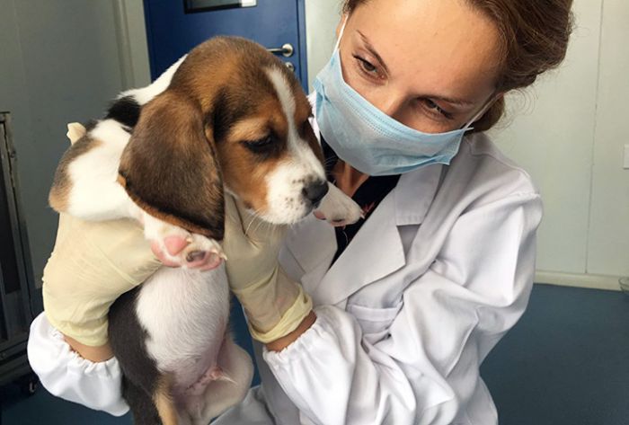 Карантин по бешенству животных отменили в Сергиево‑Посадском районе