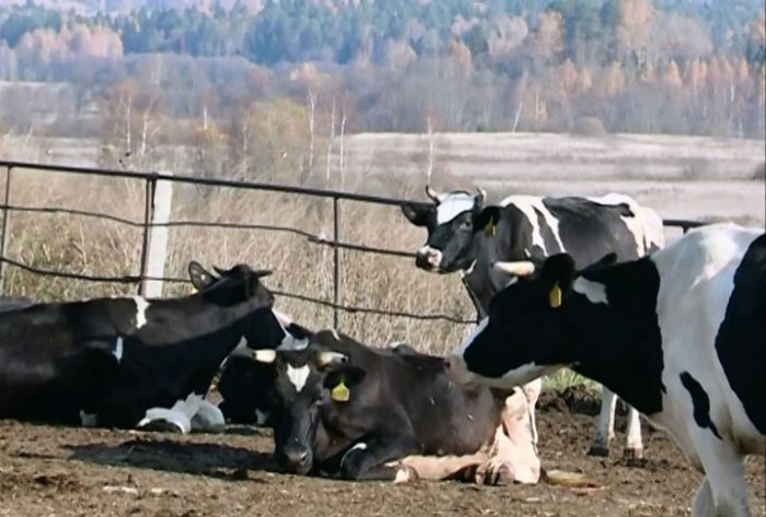 Работники сельского хозяйства отметят профессиональный праздник