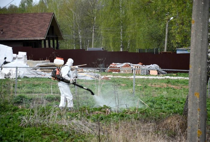 Сергиево-Посадский округ - в ТОП-5 муниципалитетов по борьбе с борщевиком