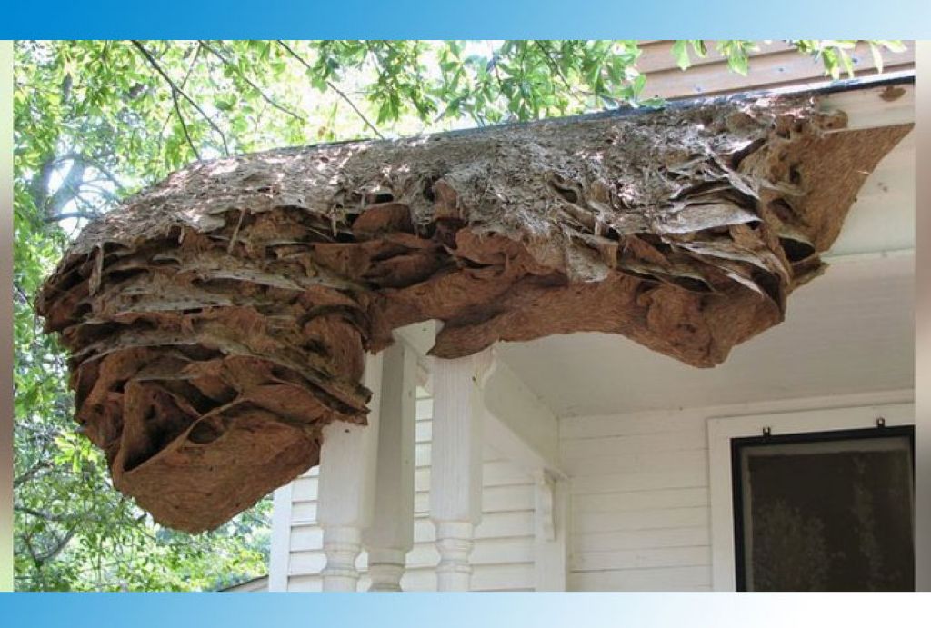В США на частных домах появились гигантские осиные гнезда