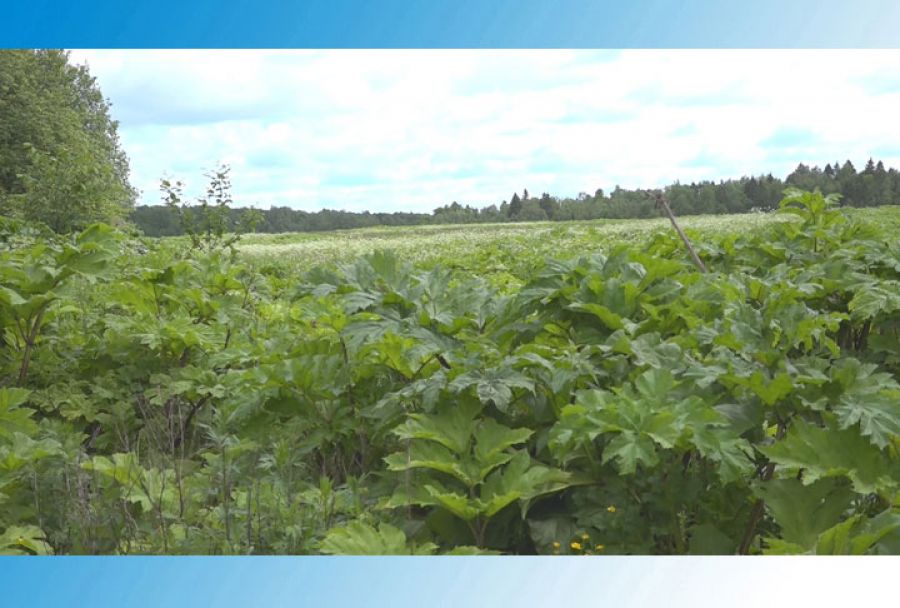 Увидел борщевик - сообщи куда следует