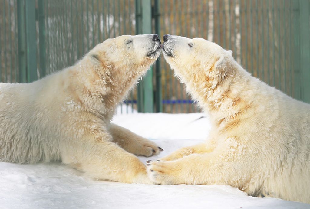 Животных Московского зоопарка накормят угощениями в форме сердец в День влюбленных