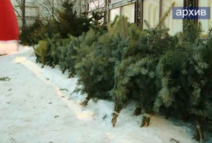 Когда откроются ёлочные базары