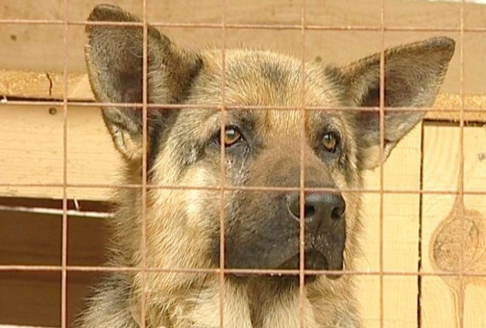 В поселке Богородское установили карантин по бешенству животных