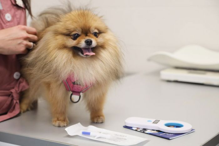 Вакцинация домашних животных против бешенства пройдет в парке «Скитские пруды» в Сергиевом Посаде