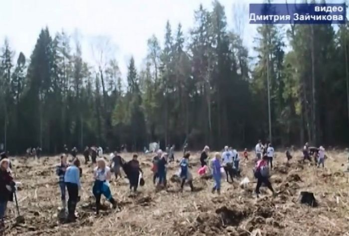 Акция &laquo;Лес Победы&raquo; пройдет 12 мая по всему Подмосковью