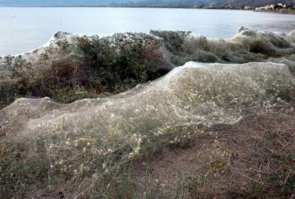 Пауки покрыли паутиной часть побережья в Греции