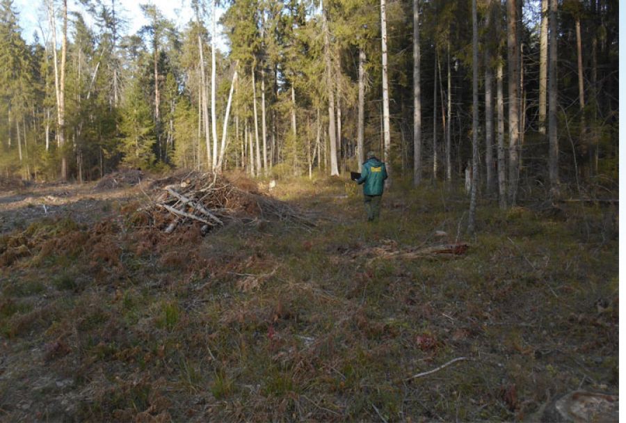 Близ деревни Зубцово проходит санитарная обработка леса