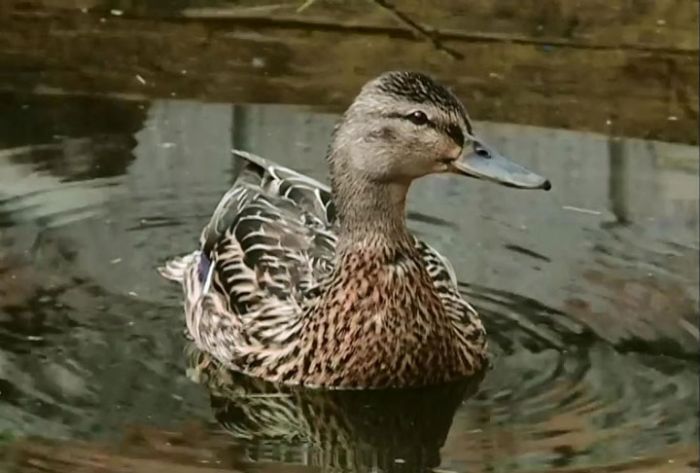 Всемирный день охраны окружающей среды