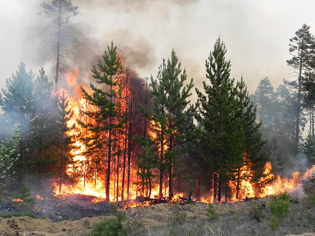 На Сицилии разоблачили поджигавших лес добровольных огнеборцев