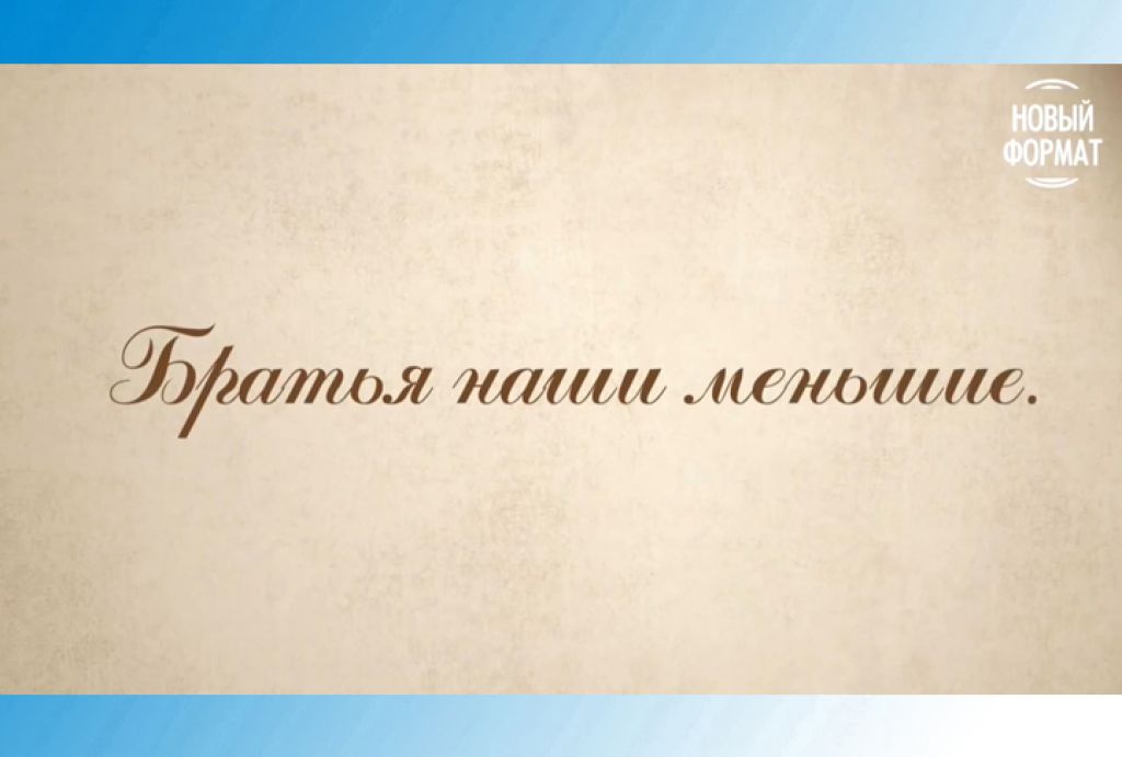 Рассказы о Хотькове для больших и маленьких. «Братья наши меньшие»