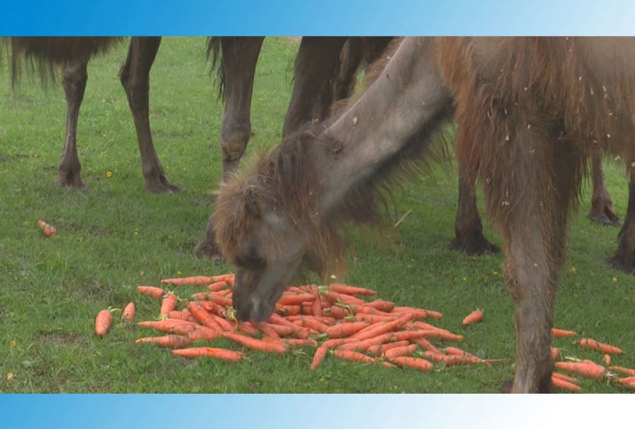 Забота о «Кочевнике»