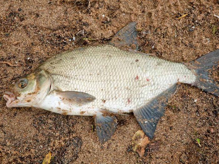 Госдума приняла закон о любительской рыбалке