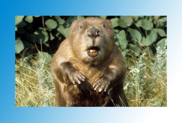 Полторы тысячи жителей в Алтайском крае остались без света из-за бобра